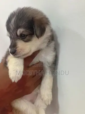 Lion Pomeranian Puppy