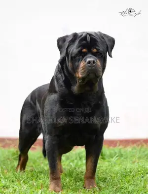 Rottweiler Puppies