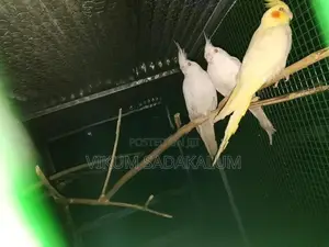 Cockatail Birds
