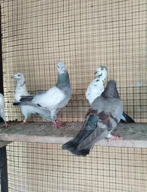 Pigeons