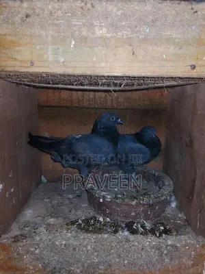 Pigeon