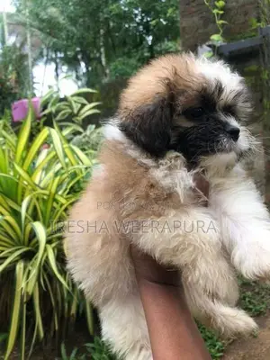 Shih Tzu Dog