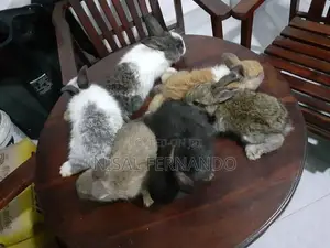 Angora Rabbit