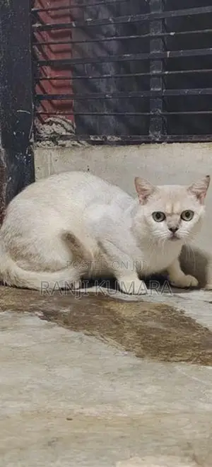British shorthair kittens