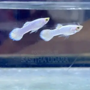 ගප්පි - Snow White Guppy