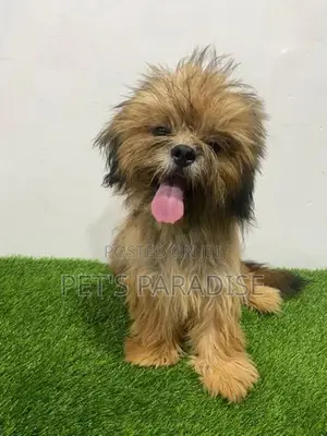 Shih Tzu Puppy