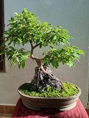 Bonsai tree