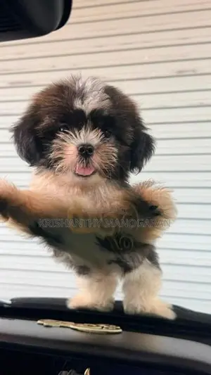 Shih Tzu puppy
