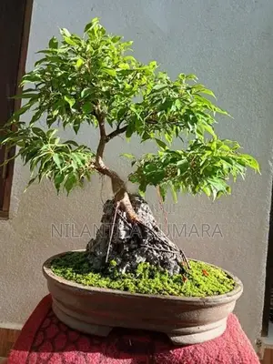 Bonsai tree