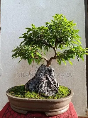 Bonsai tree