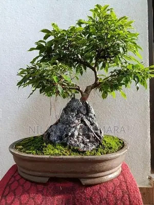 Bonsai tree