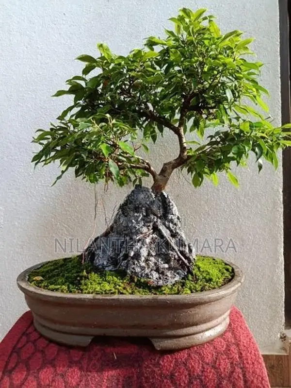 Bonsai tree