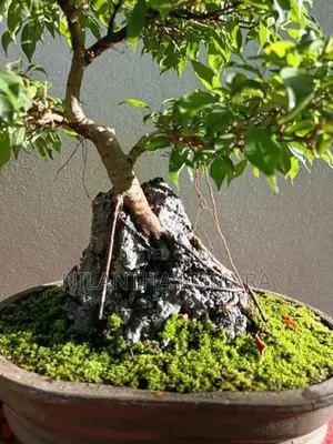 Bonsai tree