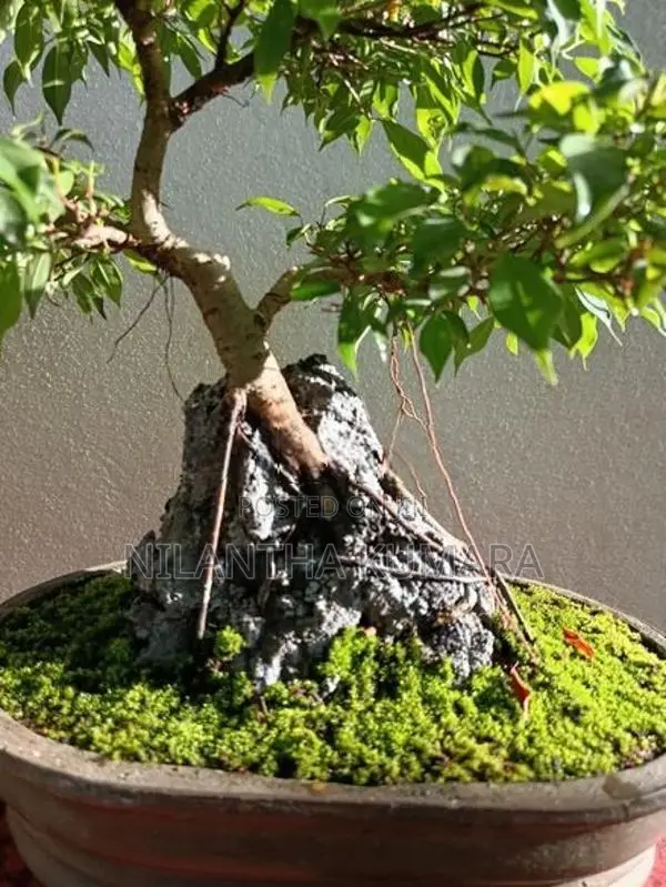 Bonsai tree