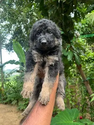 German shepherd