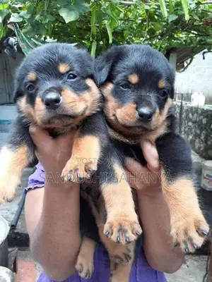 One Side Rottweiler Female Puppies