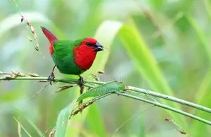 Parrot Finch