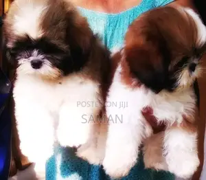 shih tzu puppy