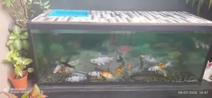 මාළු ටැංකිය