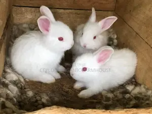 Angora Rabbit