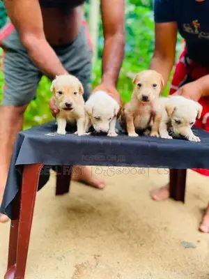 Labrador Puppies