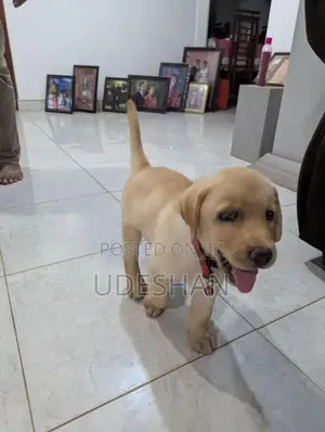 Labrador Retrieve Puppies