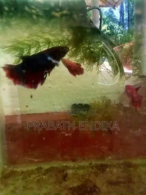 Betta fish