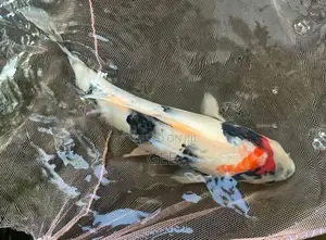 1 Feet Koi