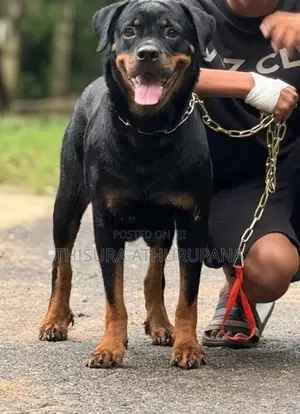 Rottweiler ගැහැණු