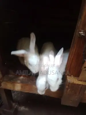 Rabbits