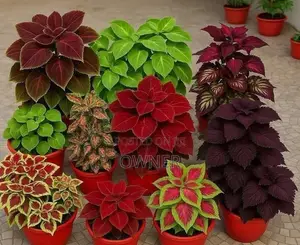 Coleus Plants