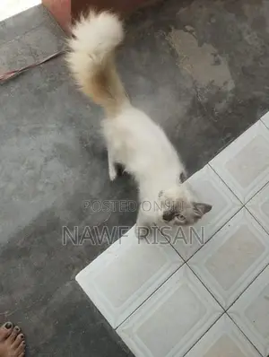 Person Cat