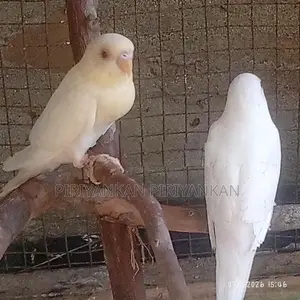 love birds red eye