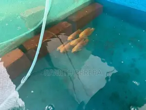 Red Velvet Oscar Fish