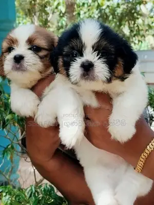 Shih Tzu Puppies