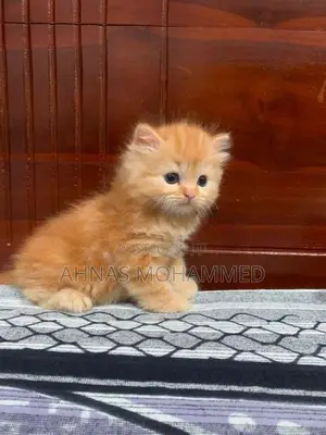 Big Bone Persian Cat