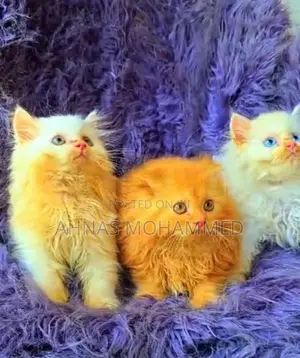 Persion cat