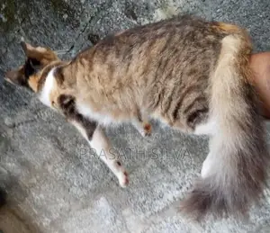 Persian kittens