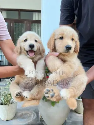Golden Retriever