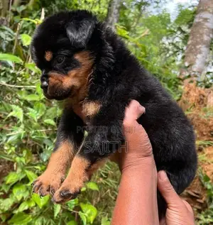 Rottweiler Female Puppy