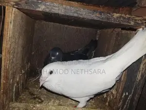 පරවියන්