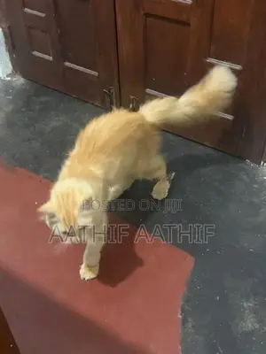 Ginger Persian Cat