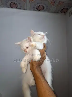 Persian Kittens