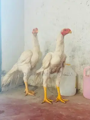 Parrot Beak Rooster
