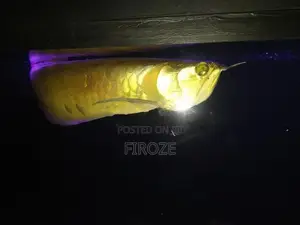 Arowana Fish