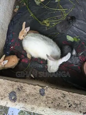 හා පැටවුන්