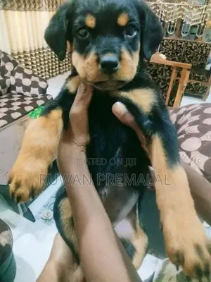Rottweiler Puppies