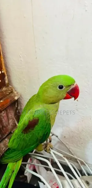 Alexander Parrot
