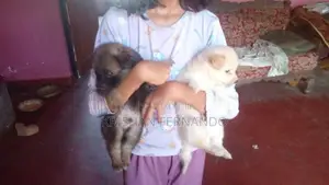Pomeranian Dog Puppies