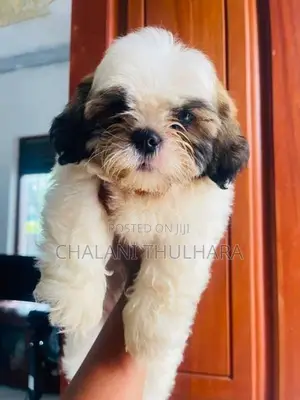 Shih Tzu Puppies